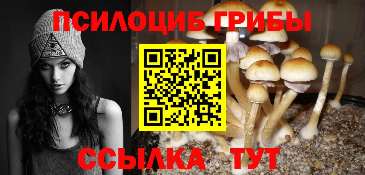 Гай  Псилоцибиновые грибы Psilocybine cubensis  Вход с VPN 